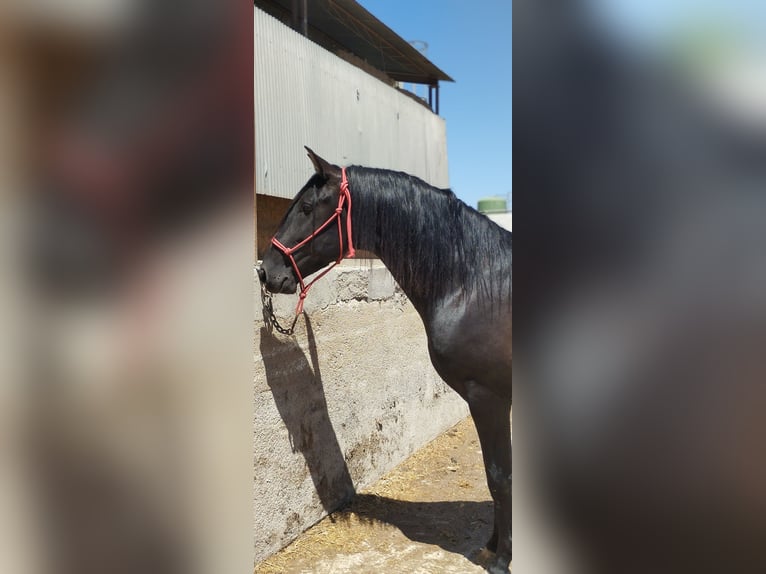 Andaluces Semental 4 años 162 cm Negro in Sutullena