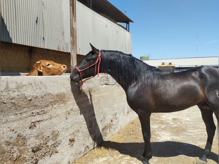 Andaluces Semental 4 años 162 cm Negro in Sutullena