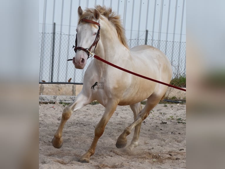 Andaluces Semental 4 años 162 cm Perlino in Mallorca