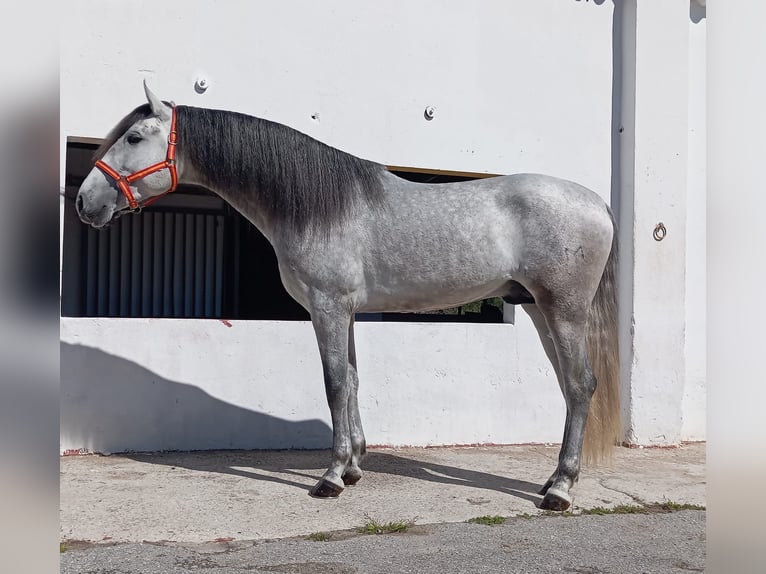 Andaluces Semental 4 años 162 cm Tordo in Terrassa