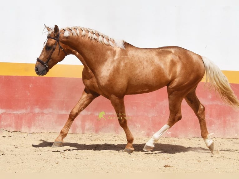 Andaluces Semental 4 años 163 cm Palomino in Provinz Cordoba