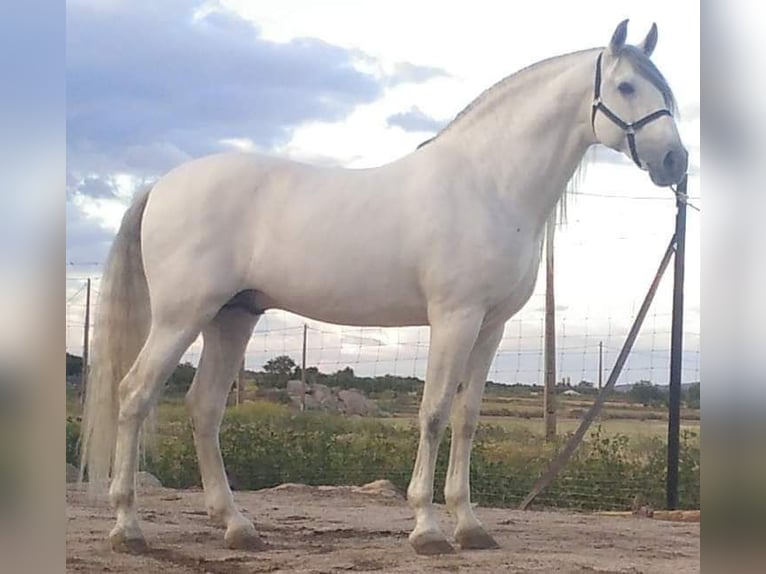 Andaluces Semental 4 años 163 cm Tordo in Madrid