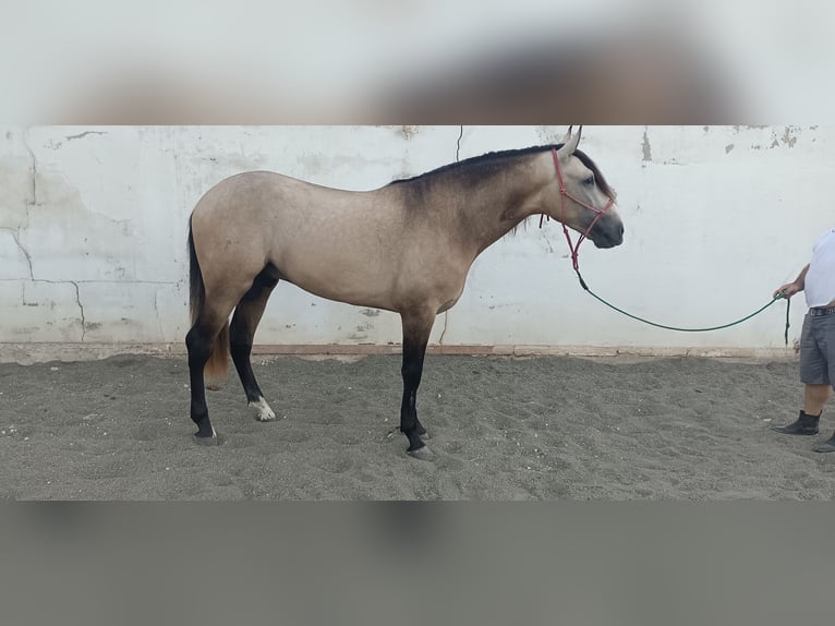 Andaluces Semental 4 años 164 cm Bayo in Torremolinos