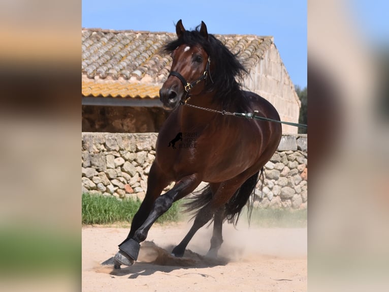 Andaluces Semental 4 años 164 cm Castaño in Menorca