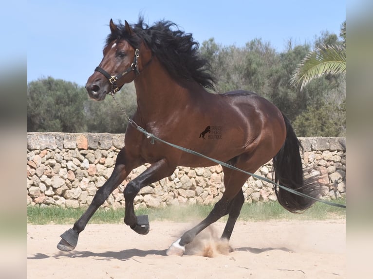 Andaluces Semental 4 años 164 cm Castaño in Menorca