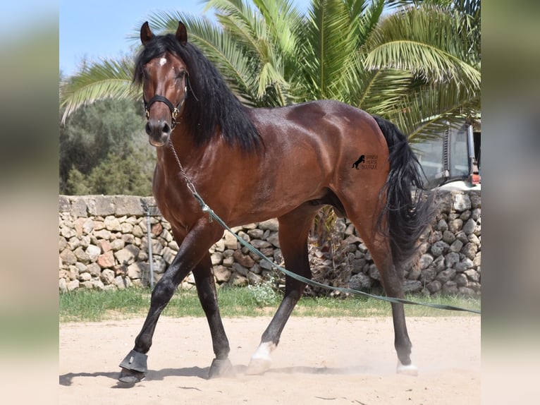 Andaluces Semental 4 años 164 cm Castaño in Menorca