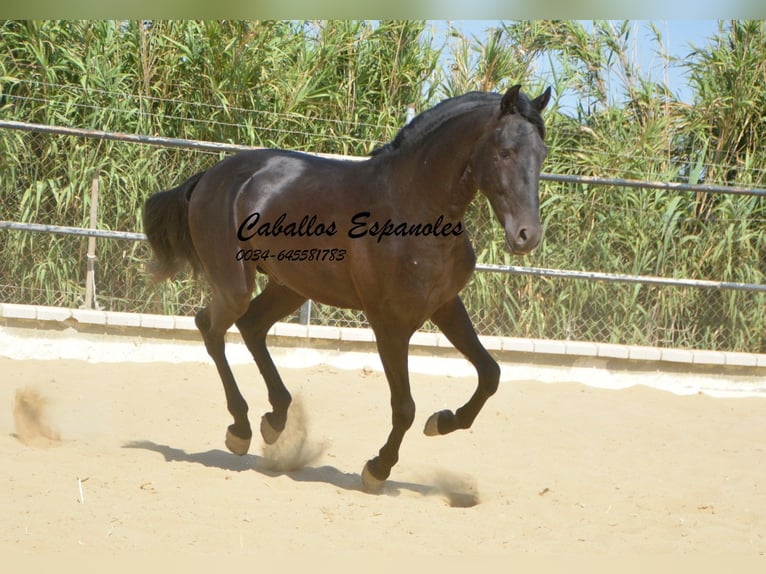 Andaluces Semental 4 años 164 cm Negro in Vejer de la Frontera