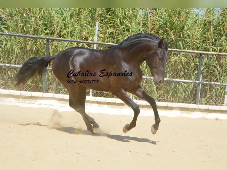 Andaluces Semental 4 años 164 cm Negro in Vejer de la Frontera