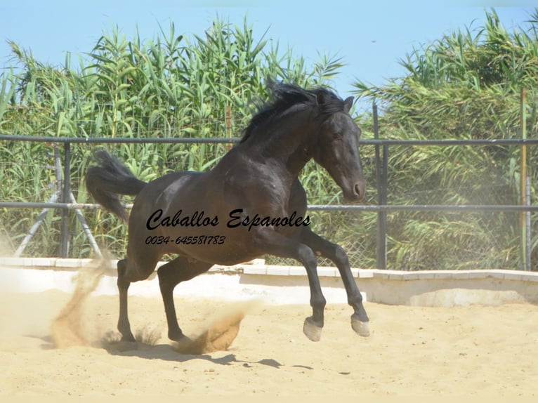 Andaluces Semental 4 años 164 cm Negro in Vejer de la Frontera