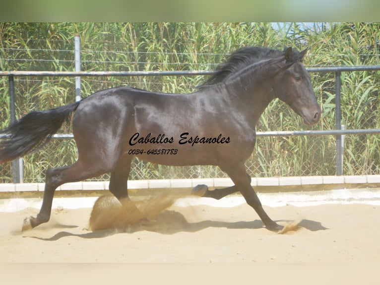 Andaluces Semental 4 años 164 cm Negro in Vejer de la Frontera