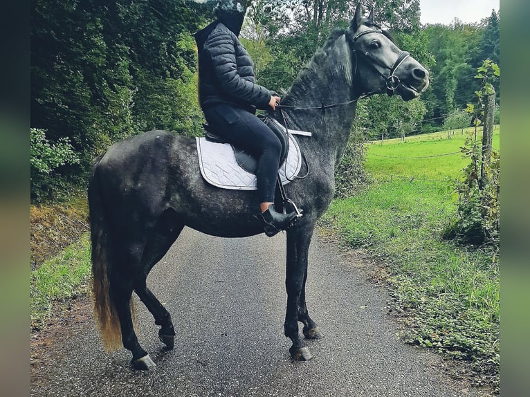 Andaluces Semental 4 años 164 cm Tordillo negro in Herbolzheim