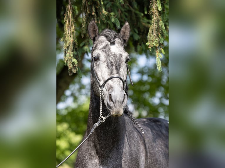 Andaluces Semental 4 años 164 cm Tordillo negro in Herbolzheim