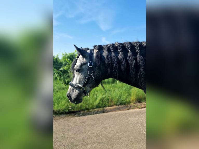 Andaluces Semental 4 años 164 cm Tordillo negro in Herbolzheim