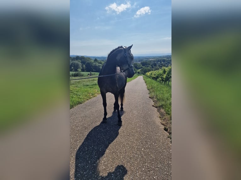 Andaluces Semental 4 años 164 cm Tordillo negro in Herbolzheim