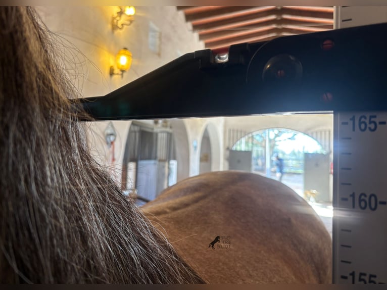 Andaluces Semental 4 años 165 cm Tordo in Mallorca