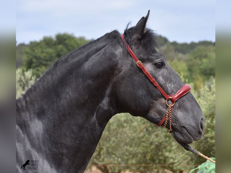 Andaluces Semental 4 años 165 cm Tordo in Mallorca