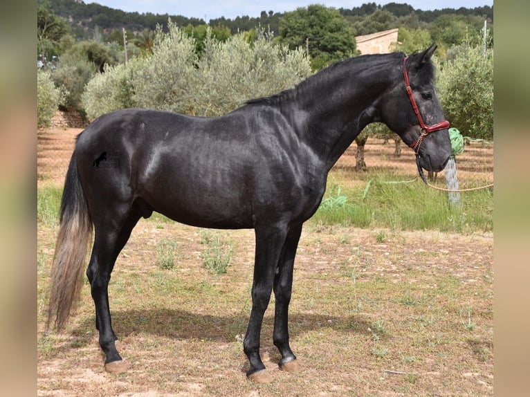 Andaluces Semental 4 años 165 cm Tordo in Mallorca