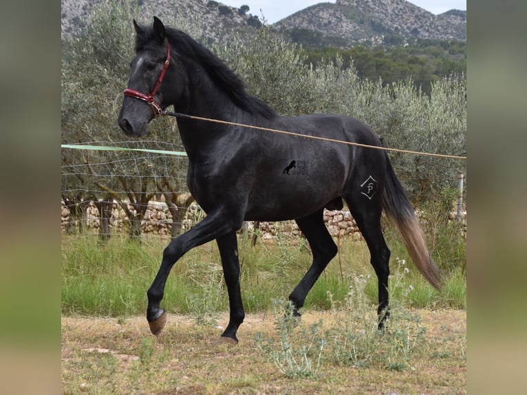 Andaluces Semental 4 años 165 cm Tordo in Mallorca