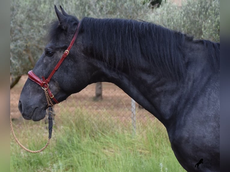 Andaluces Semental 4 años 165 cm Tordo in Mallorca