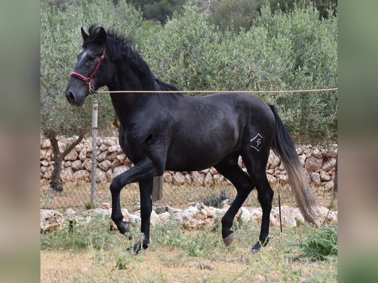 Andaluces Semental 4 años 165 cm Tordo in Mallorca