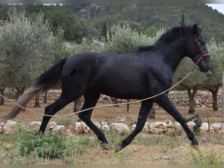 Andaluces Semental 4 años 165 cm Tordo in Mallorca