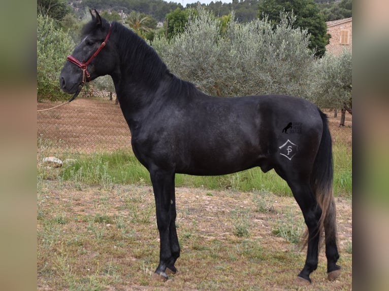 Andaluces Semental 4 años 165 cm Tordo in Mallorca