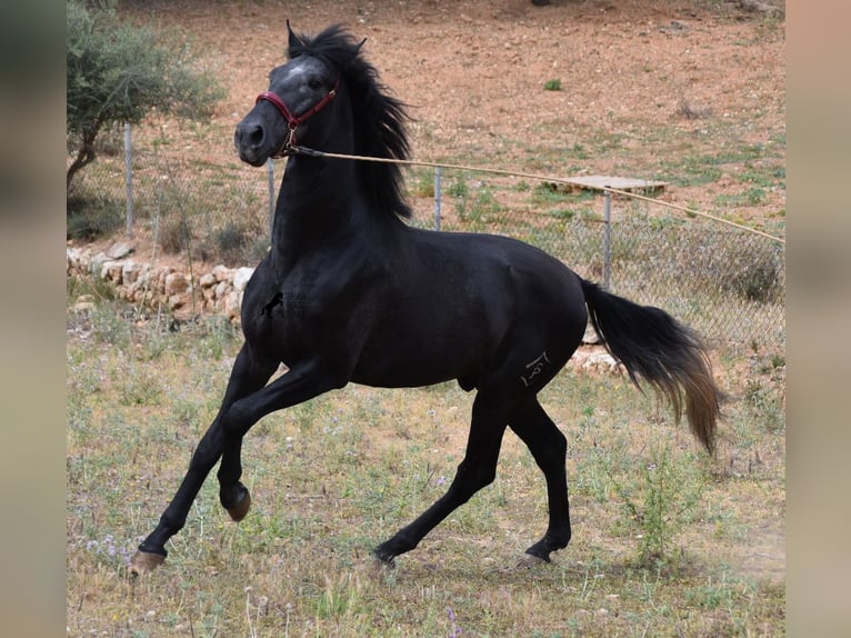 Andaluces Semental 4 años 165 cm Tordo in Mallorca