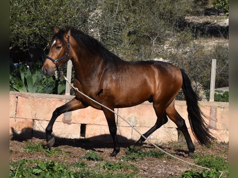 Andaluces Semental 4 años 166 cm Bayo in Mallorca