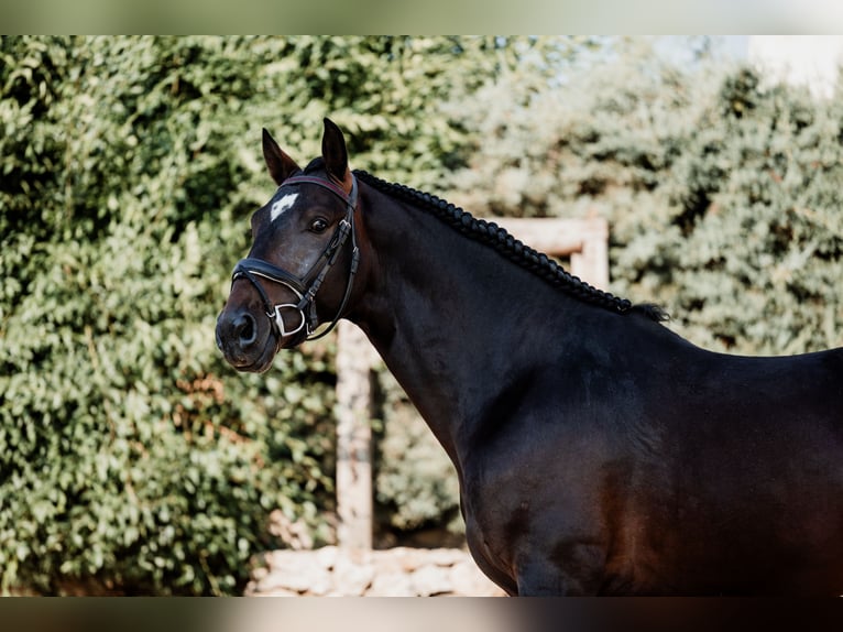 Andaluces Semental 4 años 166 cm Castaño oscuro in EspirdoTizneros