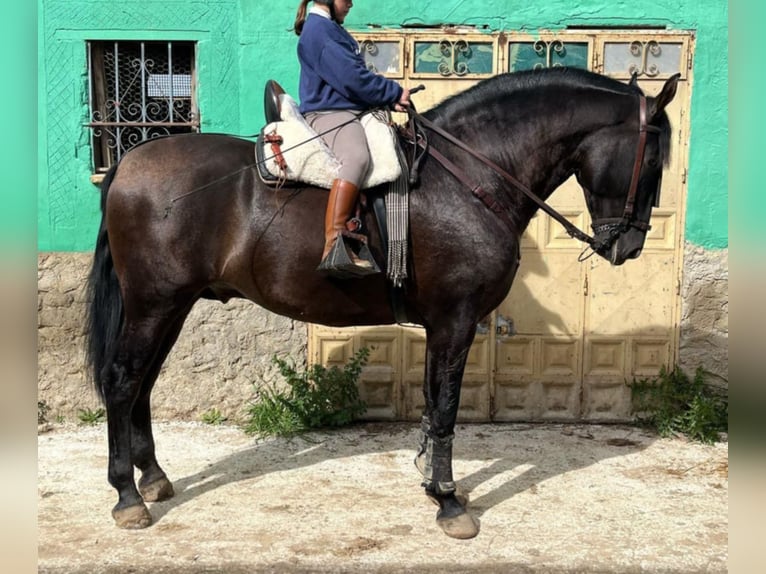 Andaluces Semental 4 años 167 cm Castaño oscuro in Segurilla