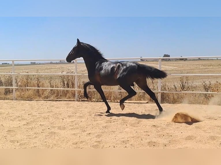 Andaluces Semental 4 años 168 cm Negro in Badajoz