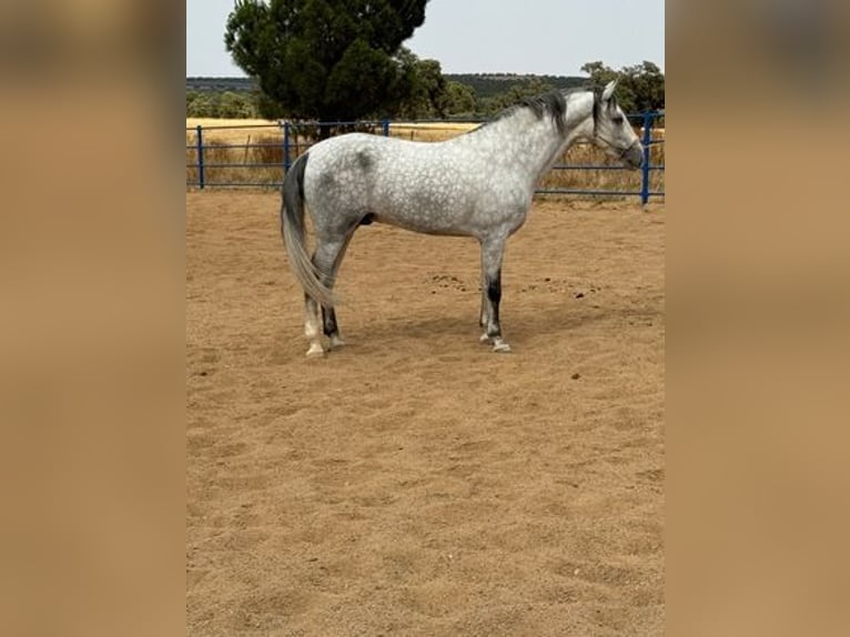 Andaluces Semental 4 años 168 cm Tordo in Badajoz