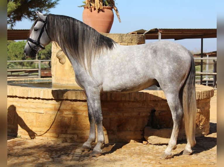 Andaluces Semental 4 años 168 cm Tordo in Sevilla