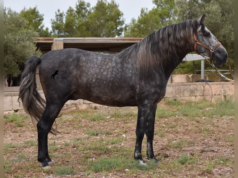 Andaluces Semental 4 años 169 cm Tordo in Mallorca