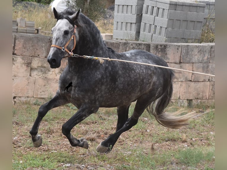 Andaluces Semental 4 años 169 cm Tordo in Mallorca