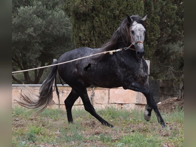 Andaluces Semental 4 años 169 cm Tordo in Mallorca