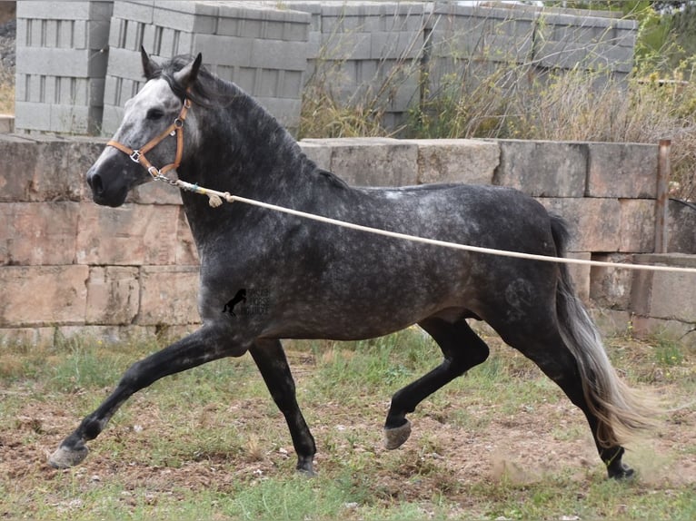 Andaluces Semental 4 años 169 cm Tordo in Mallorca