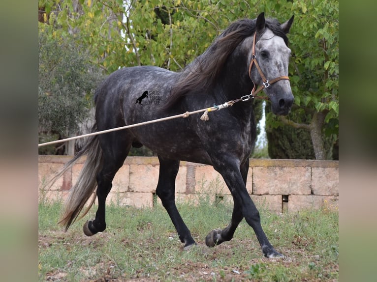 Andaluces Semental 4 años 169 cm Tordo in Mallorca