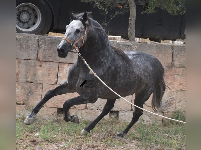 Andaluces Semental 4 años 169 cm Tordo in Mallorca