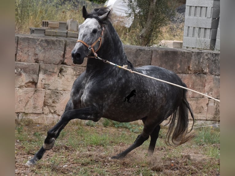 Andaluces Semental 4 años 169 cm Tordo in Mallorca