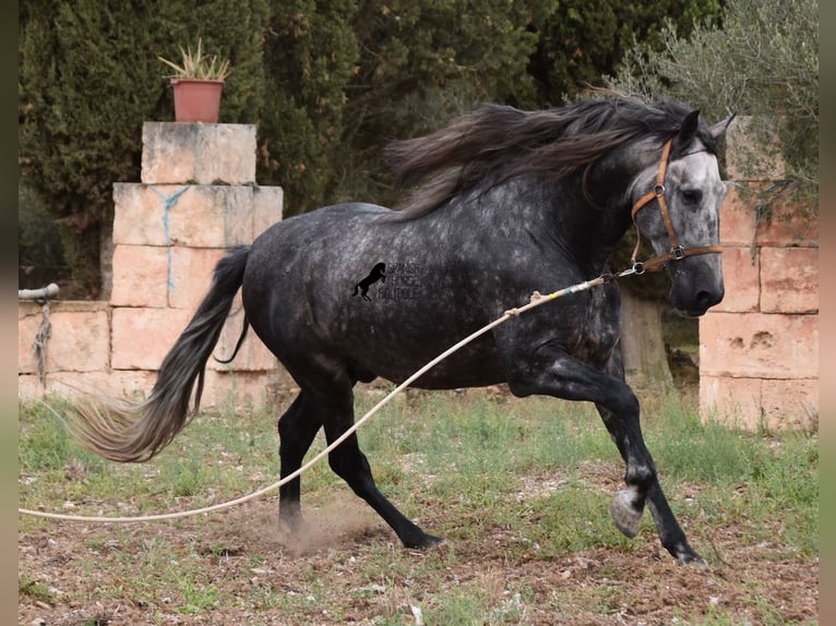 Andaluces Semental 4 años 169 cm Tordo in Mallorca