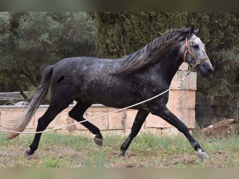 Andaluces Semental 4 años 169 cm Tordo in Mallorca