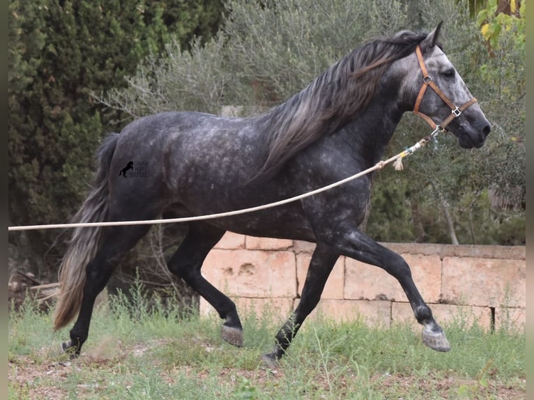 Andaluces Semental 4 años 169 cm Tordo in Mallorca