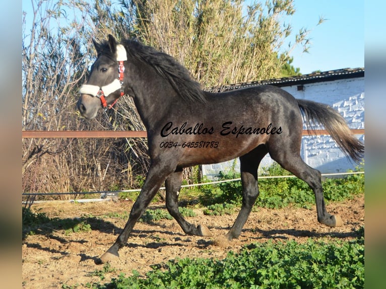 Andaluces Semental 4 años Tordillo negro in Vejer de la Frontera