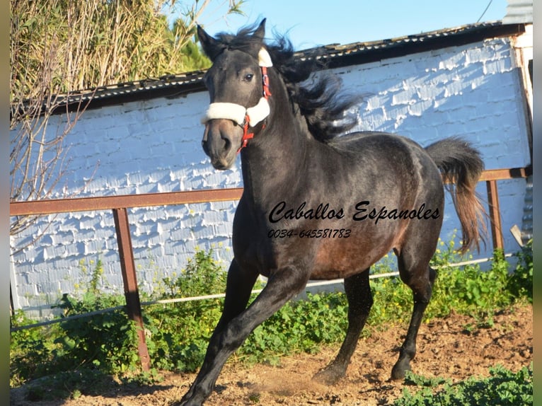 Andaluces Semental 4 años Tordillo negro in Vejer de la Frontera