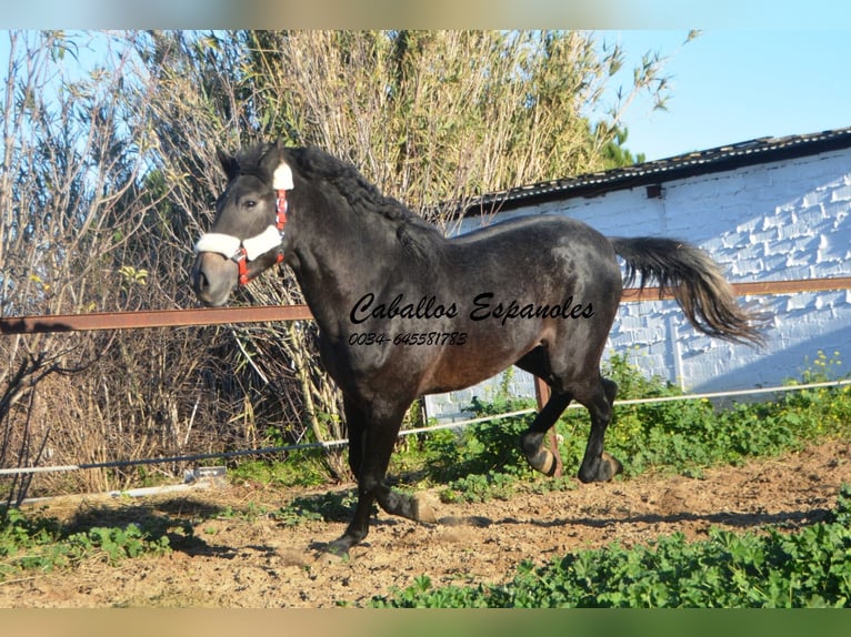 Andaluces Semental 4 años Tordillo negro in Vejer de la Frontera