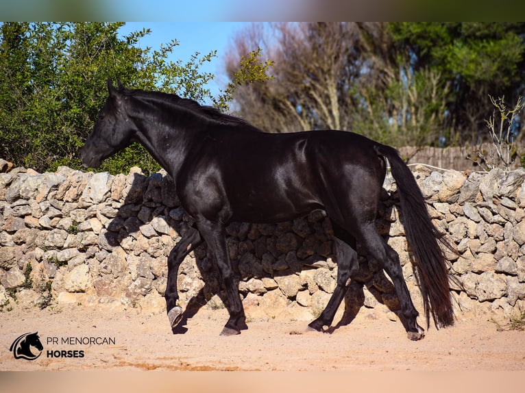 Andaluces Semental 5 años 155 cm Negro in Menorca