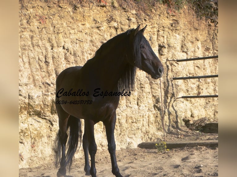 Andaluces Semental 5 años 157 cm Morcillo in Vejer de la Frontera