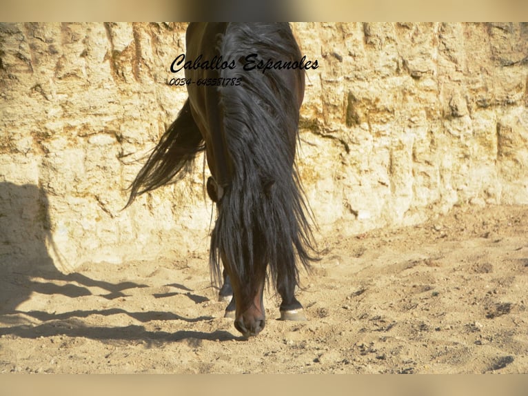 Andaluces Semental 5 años 157 cm Morcillo in Vejer de la Frontera