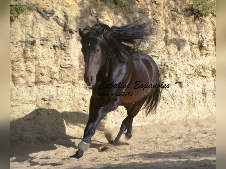 Andaluces Semental 5 años 157 cm Morcillo in Vejer de la Frontera